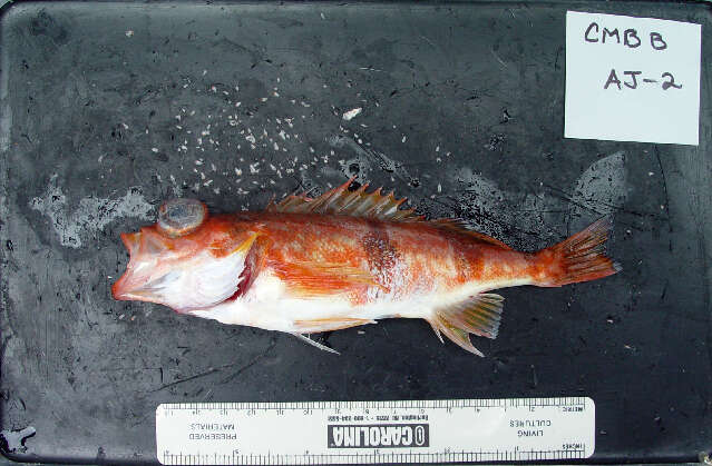 Image of Halfbanded rockfish
