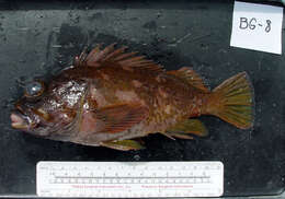 Image of Gopher rockfish