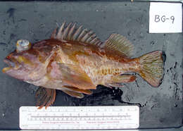 Image of Gopher rockfish