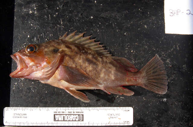 Image of Brown rockfish