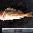 Image of Sebastes elongatus Ayres 1859