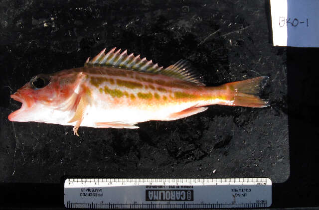 Image of Greenstriped rockfish