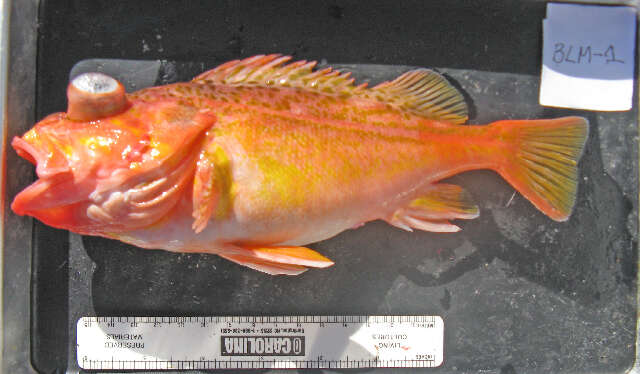 Image of Greenspotted rockfish