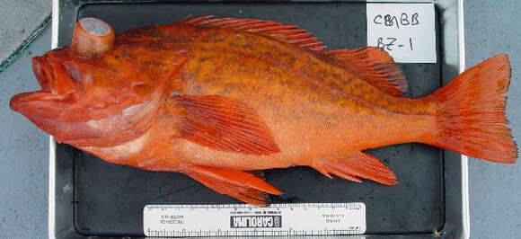 Image of Vermilion rockfish