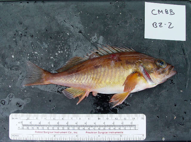 Image of Squarespot rockfish