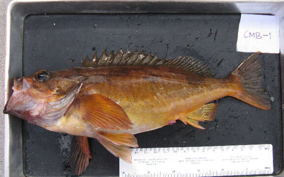 Image of Squarespot rockfish