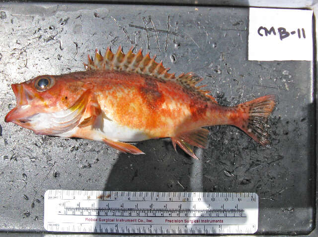 Image of Halfbanded rockfish