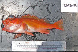 Image of Swordspine rockfish