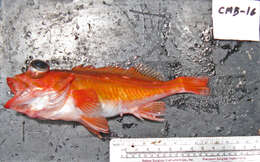 Image of Swordspine rockfish