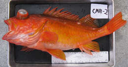 Image of Greenspotted rockfish