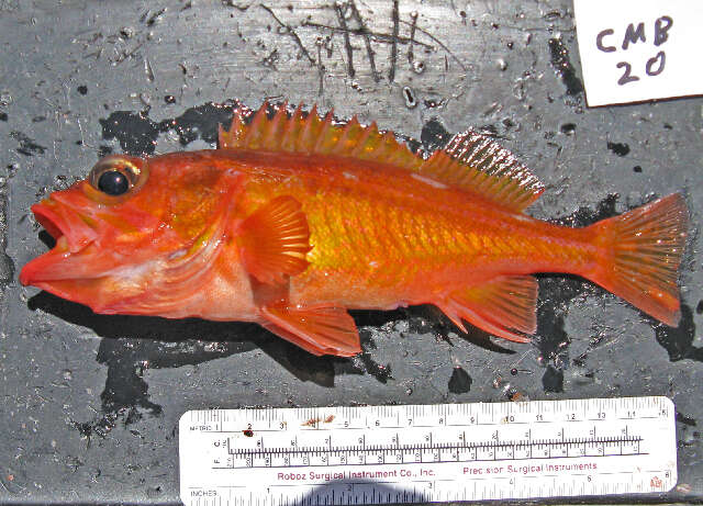 Image of Swordspine rockfish