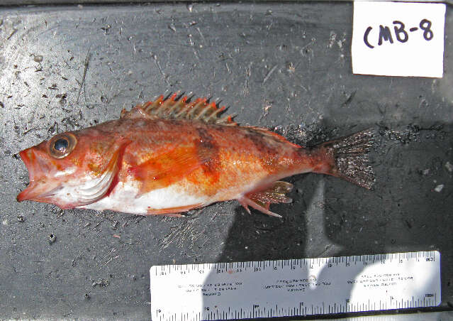 Image of Halfbanded rockfish