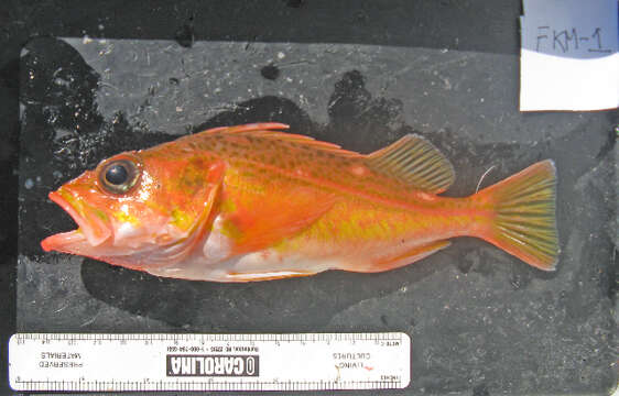 Image of Greenspotted rockfish