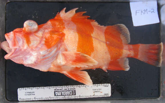 Image of Flag rockfish