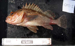 Image of Brown rockfish