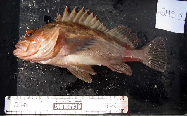 Image of Brown rockfish