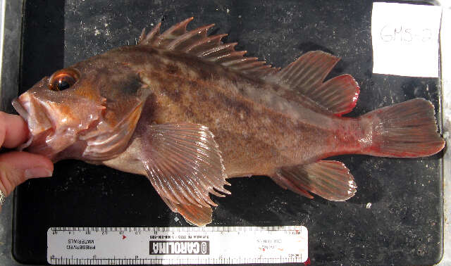 Image of Brown rockfish