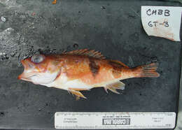 Image of Halfbanded rockfish