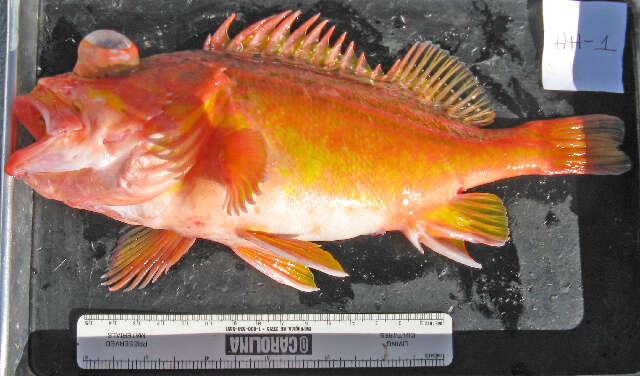 Image of Greenspotted rockfish