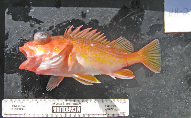 Image of Greenspotted rockfish