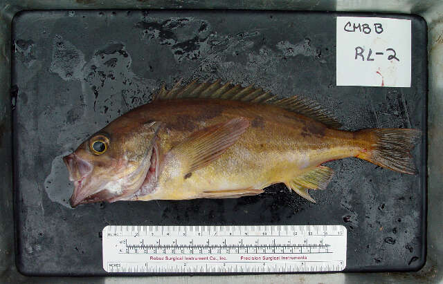 Image of Squarespot rockfish