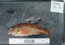 Image of Squarespot rockfish