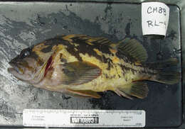 Image of Black-and-yellow rockfish