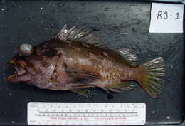 Image of Gopher rockfish