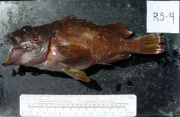 Image of Gopher rockfish