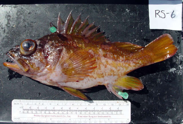 Image of Gopher rockfish