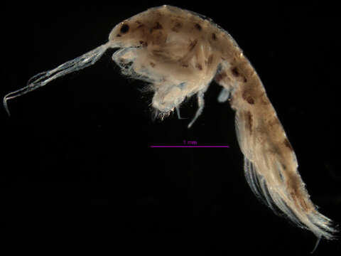 Image of <i>Amphideutopus oculatus</i>