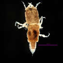Image de Caecognathia crenulatifrons (Monod 1926)