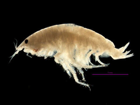 Image of Foxiphalus golfensis Barnard & Barnard 1982