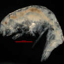Image of Pleusymtes subglaber (Barnard & Given 1960)