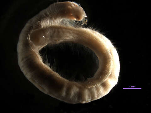 Image of Aphelochaeta petersenae Blake 1996