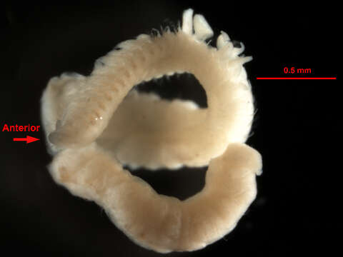 Image of Aricidea (Acmira) catherinae Laubier 1967