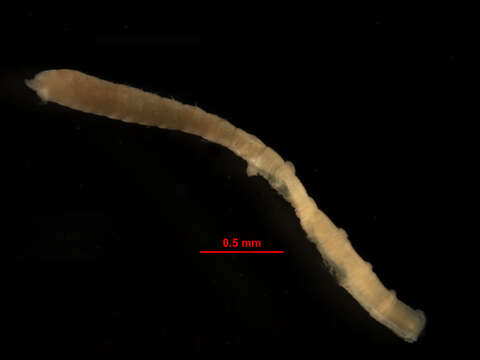 Image of Decamastus gracilis Hartman 1963