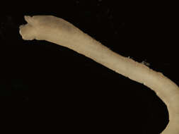 Image of Decamastus gracilis Hartman 1963