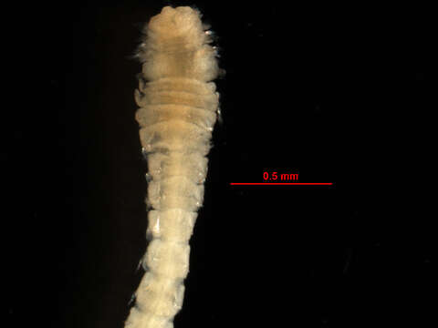 Слика од Dipolydora bidentata (Zachs 1933)
