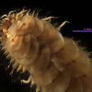 Image of Malmgreniella baschi Pettibone 1993