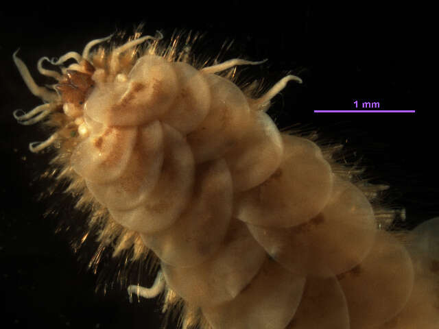 Image of Malmgreniella baschi Pettibone 1993