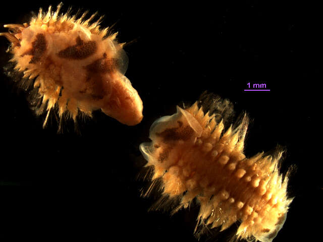 Malmgreniella nigralba (Berkeley 1923) resmi