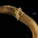 Image of Paucibranchia disjuncta (Hartman 1961)