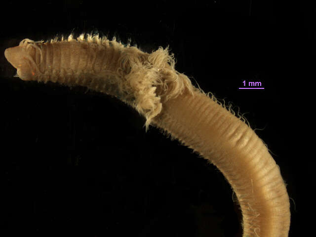 Image de Paucibranchia disjuncta (Hartman 1961)
