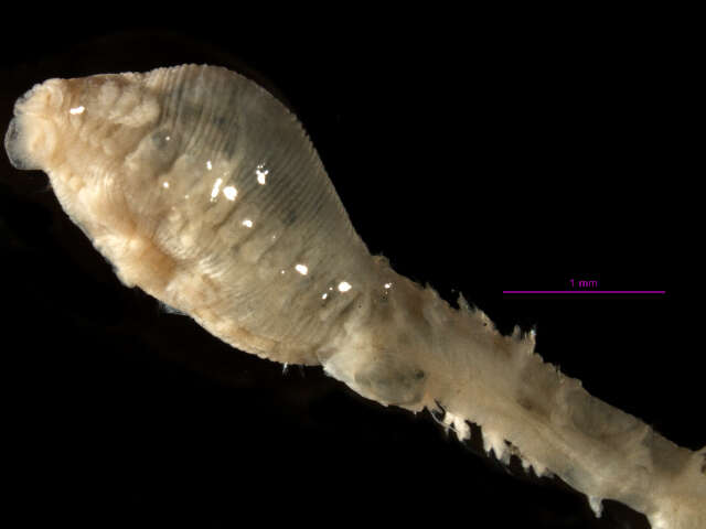 Image of Scalibregma californicum Blake 2000