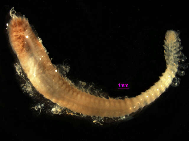 Слика од Sthenelanella uniformis Moore 1910