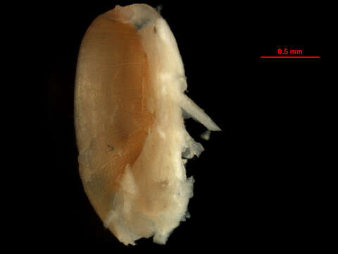 Image of Cylichna diegensis (Dall 1919)