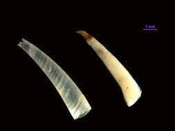 Image of tusk shells