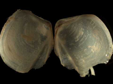 Image of flexuose cleftclam