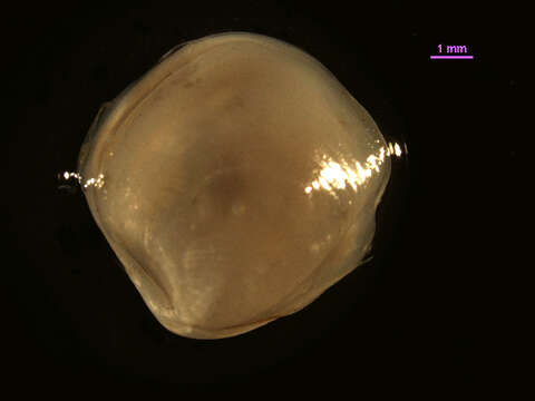 Image of flexuose cleftclam